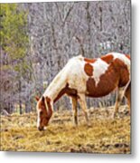 Pinto Grazing In Winter Metal Print