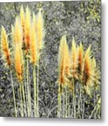 Pampas Metal Print