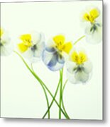 Pansies 1 Metal Print