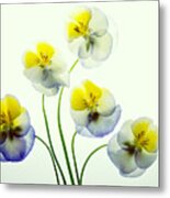 Pansies 5 Metal Print