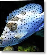 Panther Grouper Metal Print