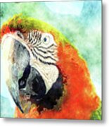 Parrot Art Metal Print