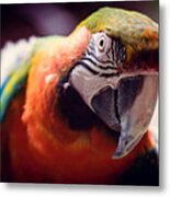 Parrot Selfie Metal Print