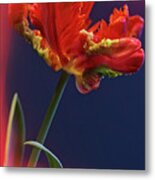Parrot Tulip - Feathered Petals Metal Print