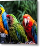 Parrots Metal Print