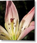 Partitioned Lily Metal Print
