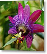 Passion Flower Metal Print