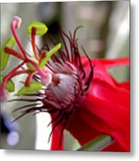 Passion Flower In Red Metal Print