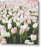 Pastel Pink Tulips- Art By Linda Woods Metal Print