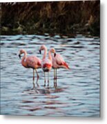 Patagonia Flamingoes Metal Print