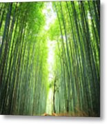 Pathway Through The Bamboo Grove Kyoto Metal Print