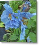 Pavot Bleu // Meconopsis Betonicifolia 1 // Blue Poppy Metal Print