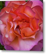 Peace Rose Metal Print