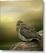 Peaceful Dove Metal Print