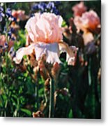 Peach Iris Metal Print