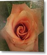 Peach Rose Metal Print