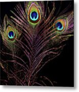 Peacock 4 Metal Print