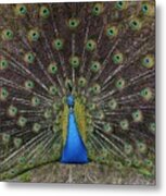 Peacock Displaying Feathers Metal Print