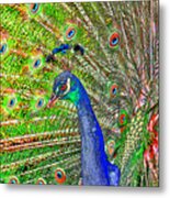 Peacock Fanned Tail Feathers Metal Print