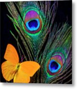 Peacock Feathers And Butterfly Metal Print