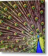 Peacock In Full Display Metal Print