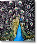 Peacock Metal Print