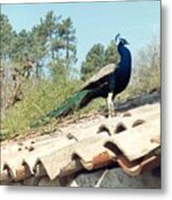 Peacock On The Roof Of French Farmhouse Metal Print