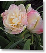 Peony Tulip Duet Metal Print