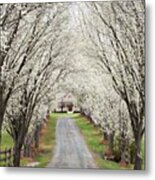 Pear Tree Lane Metal Print