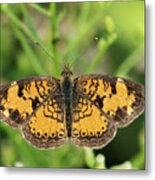 Pearl Crescent Metal Print