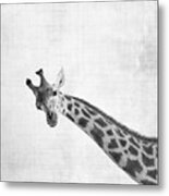 Peekaboo Giraffe Metal Print