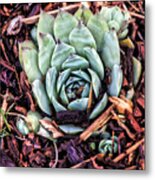 Peekaboo Succulent Metal Print