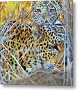 Peeking Leopard Cub Metal Print