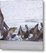 Pelican Brunch Metal Print