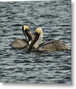 Pelican Couple Metal Print