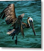 Pelican Glide Metal Print