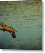 Pelican Gliding Above The Lily Pond Metal Print