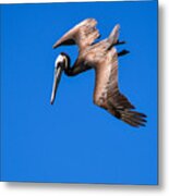 Pelican Metal Print