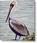 Pelican On The Waterway Metal Print