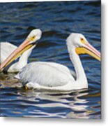 Pelican Pair Metal Print