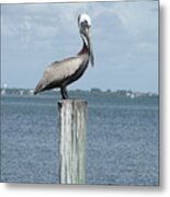 Pelican Metal Print