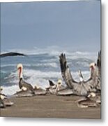 Pelicans At The Beach Metal Print