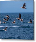 Pelicans Fly Over The Water Metal Print