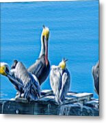 Pelicans Siesta - Oil Metal Print