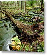 Pennel Run Metal Print