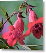 Penstemon Metal Print