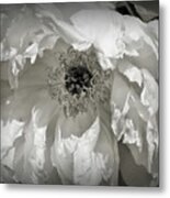 Peony Petals In Black And White Metal Print