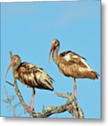 Perched White Ibises Metal Print