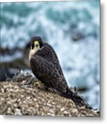 Peregrine Falcon - Here's Looking At You Metal Print