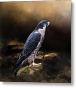 Peregrine Falcon Metal Print